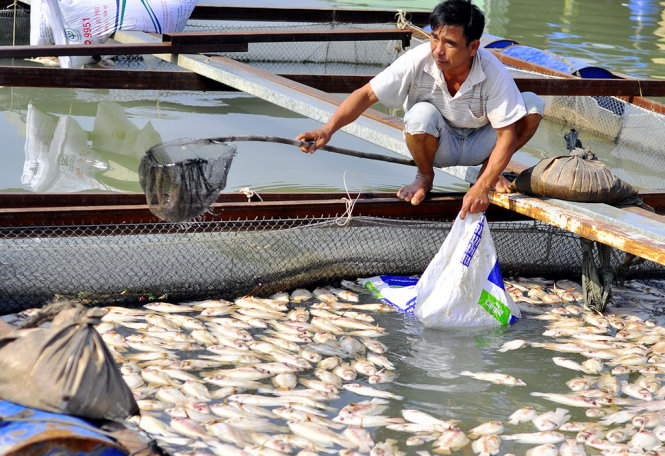 Người dân nén lòng vớt cá chết mang đi tiêu hủy - Ảnh: A Lộc