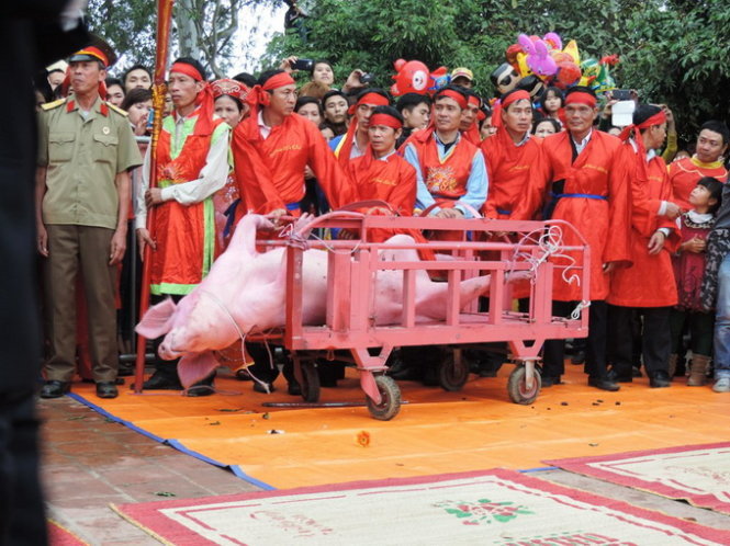Một số hình ảnh tại lễ hội chém lợn làng Ném Thượng, huyện Tiên Du, Bắc Ninh - Ảnh: Animals Asia cung cấp