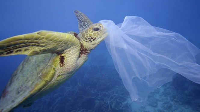 Một con rùa biển đang bơi cùng một chiếc túi nilon trên mũi ở Cairns, Queensland, Úc. Theo nghiên cứu, ít nhất 8 triệu tấn rác thải nhựa đã được đổ ra đại dương mỗi năm - Ảnh: Troy Mayne