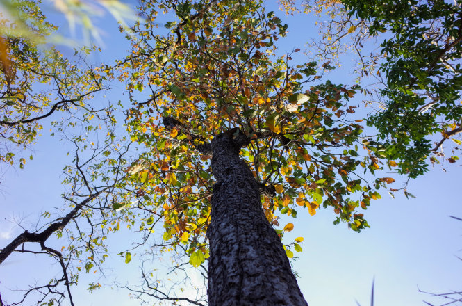 Tháng 12 là thời điểm đẹp nhất của rừng Khộp khi những tán lá cây chuyển màu rực rỡ.
