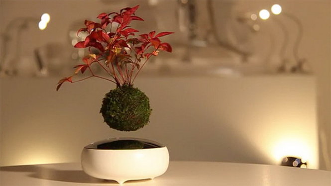 Chậu cây bonsai bay lơ lửng trên không - Ảnh: BoredPanda