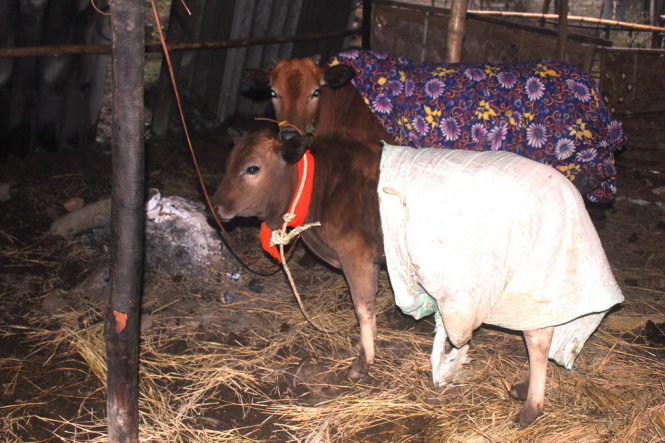 Người dân miền núi Nghệ An mặc chăn cũ chống rét cho trâu bò - Ảnh: Doãn Hòa