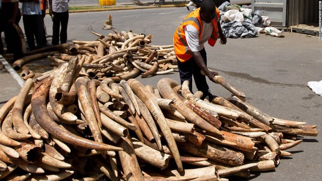 Một nhân viên thuộc cơ quan quản lý cảng biển ở Kenya đang cân số ngà voi cơ quan chức năng thu giữ được - Ảnh: CNN