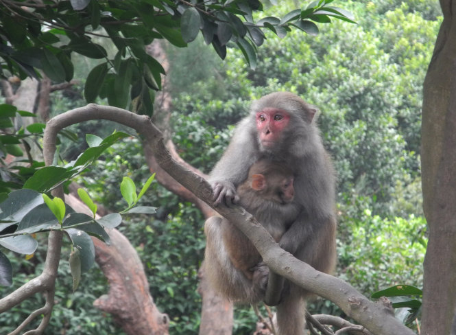 Nhờ sự cống hiến của giống khỉ vàng Macaca Mulatta, dịch bệnh bại liệt tại Việt Nam đã bị đẩy lùi - Ảnh: Đức Hiếu
