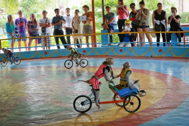 Những chú khỉ đạp xe, đi xích lô trước sự thích thú của du khách. Theo anh Đặng Xuân Thanh, người huấn luyện xiếc khỉ trên đảo, màn biểu diễn xe đạp và xích lô là khó nhất và thời gian huấn luyện cũng lâu nhất, trung bình từ 1-3 tháng  - Ảnh: Tiến Thành