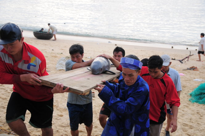 Ngư dân làng chài Nhơn Hải đưa cá voi đi chôn cất theo phong tục truyền thống - Ảnh: NGỌC NHUẬN