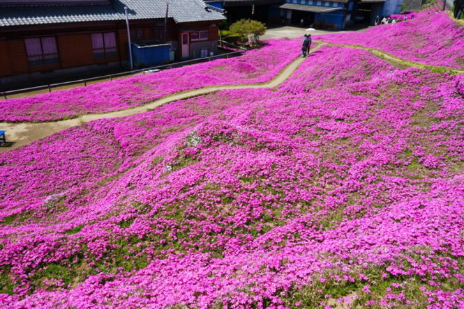 Vườn hoa rộng lớn do cụ ông Kuroki dành tặng vợ - Ảnh: BoredPanda