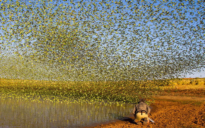 Bầy vẹt Úc tìm nước trên sa mạc tạo thành một cảnh tượng ngoạn mục - Ảnh: Telegraph
