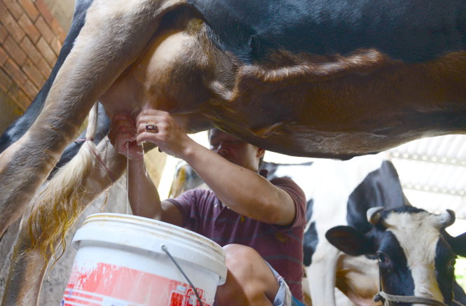 Nông dân nuôi bò sữa quy mô nhỏ chịu sức ép rất lớn từ sữa nhập khẩu - Ảnh: Thanh Tùng