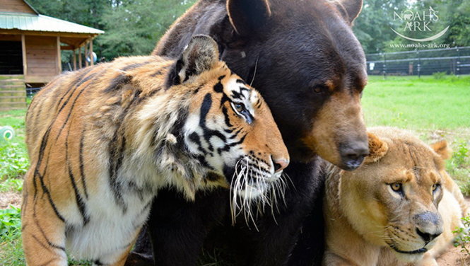 Ba con vật làm bạn với nhau 15 năm qua - Ảnh: BoredPanda