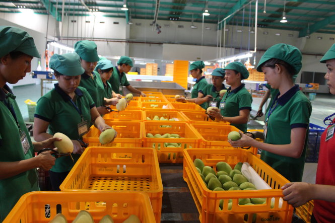 Nhờ thuế giảm, nông sản của VN sẽ được xuất khẩu vào thị trường Hàn Quốc nhiều hơn. Trong ảnh: công nhân sơ chế xoài xuất khẩu sang Hàn Quốc tại Nhà máy Good Life (TP.HCM) -  Ảnh: Trần Mạnh