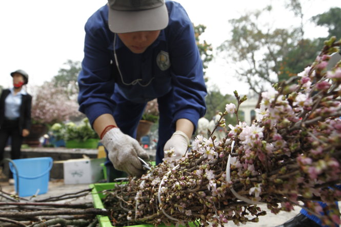 Những bó cành hoa anh đào lớn được các công nhân tháo ra - Ảnh: Nam Trần