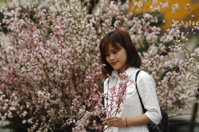 Ngay khi biết tin những cành hoa anh đào Nhật về tới Hà Nội, nhiều bạn trẻ đã thích thú tới thăm quan và chụp ảnh - Ảnh: Nam Trần