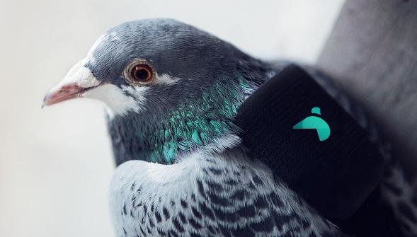 Chim bồ câu đeo thiết bị đo độ ô nhiễm - Ảnh: AFP