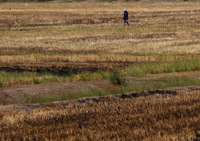 Một người nông dân đi trên cánh đồng khô cằn do ảnh hưởng của hạn hán ở tỉnh Suphan Buri ở phía bắc Bangkok (tháng 3-2016) - Ảnh: Reuters