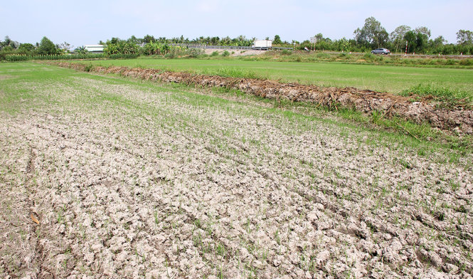 Lúa hè thu sớm ở tỉnh Hậu Giang bị chết do thiếu nước - Ảnh: Chí Quốc