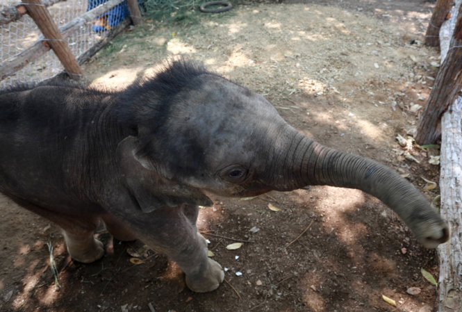 Con voi rừng hai tháng tuổi vẫn chưa thể nhập đàn - Ảnh: Tiến Thành