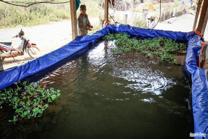 Ao cá của gia đình đã khô hạn, anh Trần Quang Hiệp ở khu tự quản xã Ea Sin phải tận dụng lò sấy cà phê trữ nước để làm bể nuôi cá, vừa lấy nước này tưới cà phê 
