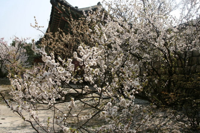 Hoa đào trong khu vực hoàng cung Seoul - Ảnh: Trân Duy