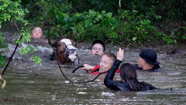 Hơn 70 con ngựa được cứu đưa ra khỏi vùng nước lũ - Ảnh: AP