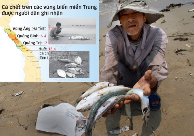 Ông Nguyễn Hữu Thành (60 tuổi, xã Lộc Thủy, huyện Phú Lộc, tỉnh Thừa Thiên - Huế) với cá biển chết dạt vào bờ - Ảnh: Nhật Linh - Đồ họa: Vĩ Cường
