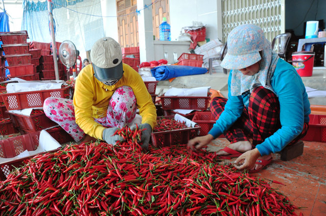 Điểm thu mua ớt của bà Thủy đang thu mua với giá 42.000 đồng/kg sáng 25-4 - Ảnh: Trần Mai