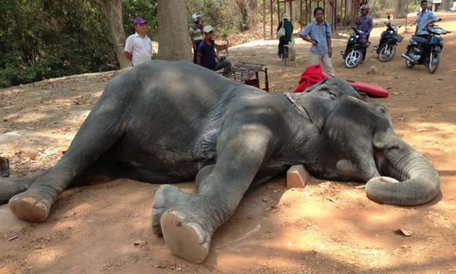 Hình ảnh con voi chết được chia sẻ trên mạng gây phẫn nộ - Ảnh: FB