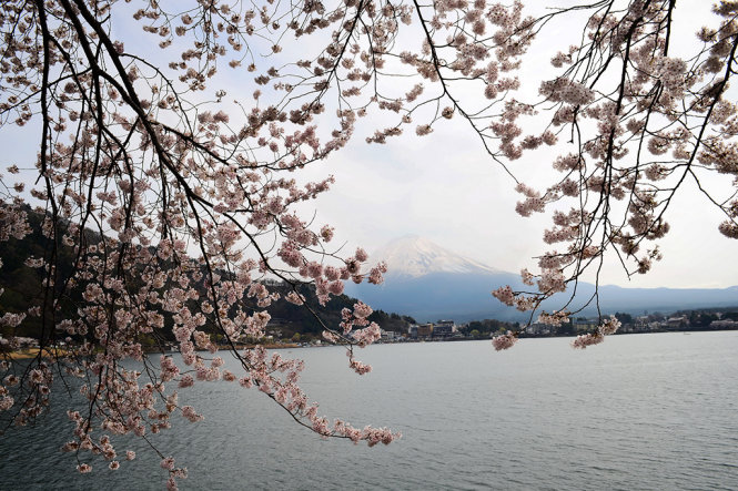 Núi Phú Sĩ ẩn hiện thấp thoáng giữa những cành hoa anh đào đẹp mê hồn soi mình dưới mặt hồ Kawaguchi - Ảnh: TTD