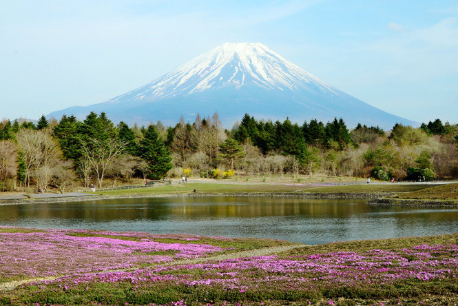 Khu vực Motosu dưới chân núi Phú Sĩ với thảm hoa chi anh (Shibazakura) hồng - tím - Ảnh: TTD