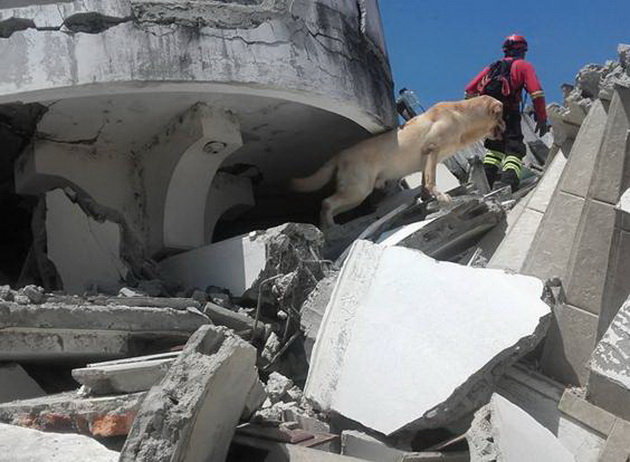 Đội cứu hộ và chó Dayko tìm kiếm các nạn nhân dưới trời nóng bức - Ảnh: Independent