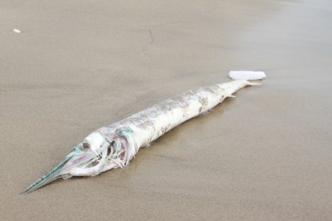 Cá xương xanh nặng khoảng 2-3 kg trôi dạt vào bờ biển Nguyễn Tất Thành sáng 29-4 - Ảnh: Đoàn Cường