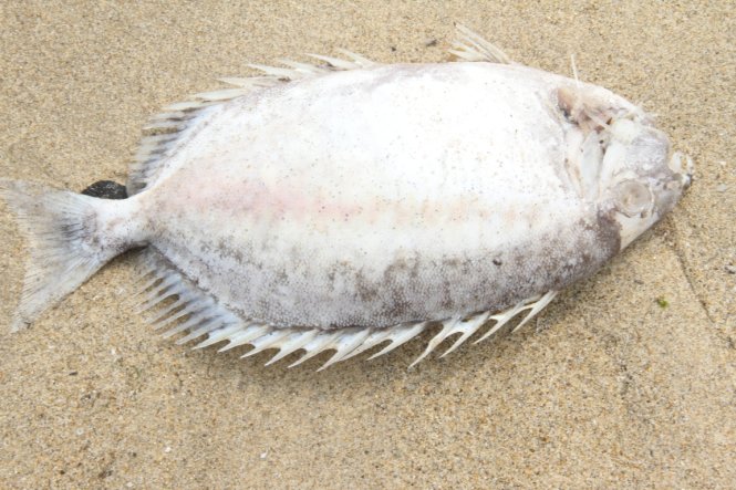 Nhiều loại cá chết dạt vào bờ biển Nguyễn Tất Thành - Ảnh: Đoàn Cường