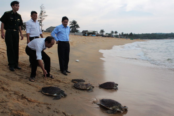 Cơ quan chức năng tiến hành thả rùa biển về môi trường tự nhiên - Ảnh: Trần Mai