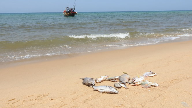 Cá mới chết dạt vào bờ biển xã Nhân Trạch, huyện Bố Trạch (Quảng Bình) sáng 4-5 - Ảnh: Nguyệt Anh