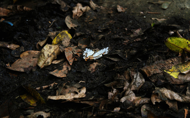 Một chú bướm đậu trên đám lá khô