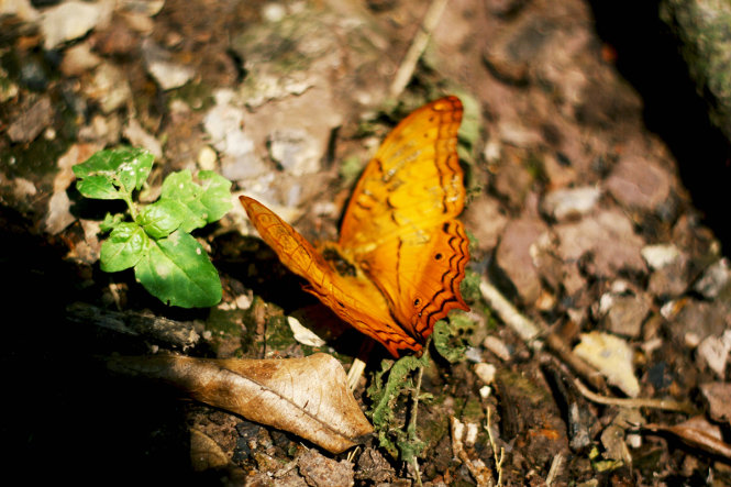 Một chú bướm nâu nằm im lìm trên đất