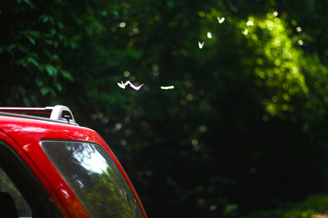Đàn bướm bay theo xe ô tô