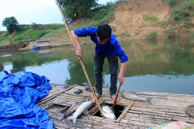 Đoàn viên xã Thành Vinh, huyện Thạch Thành (Thanh Hóa) vớt cá chết trong lồng trên sông Bưởi để đem đi tiêu hủy - Ảnh: Hà Đồng.