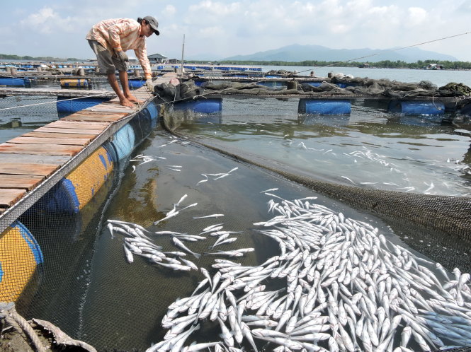Nguồn nước sông Chà Và bị ô nhiễm nặng khiến cá bè của nông dân chết hàng loạt vào tháng 9-2015. Ảnh nhỏ: nông dân Nguyễn Văn An ký vào đơn khởi kiện - Ảnh: Đông Hà