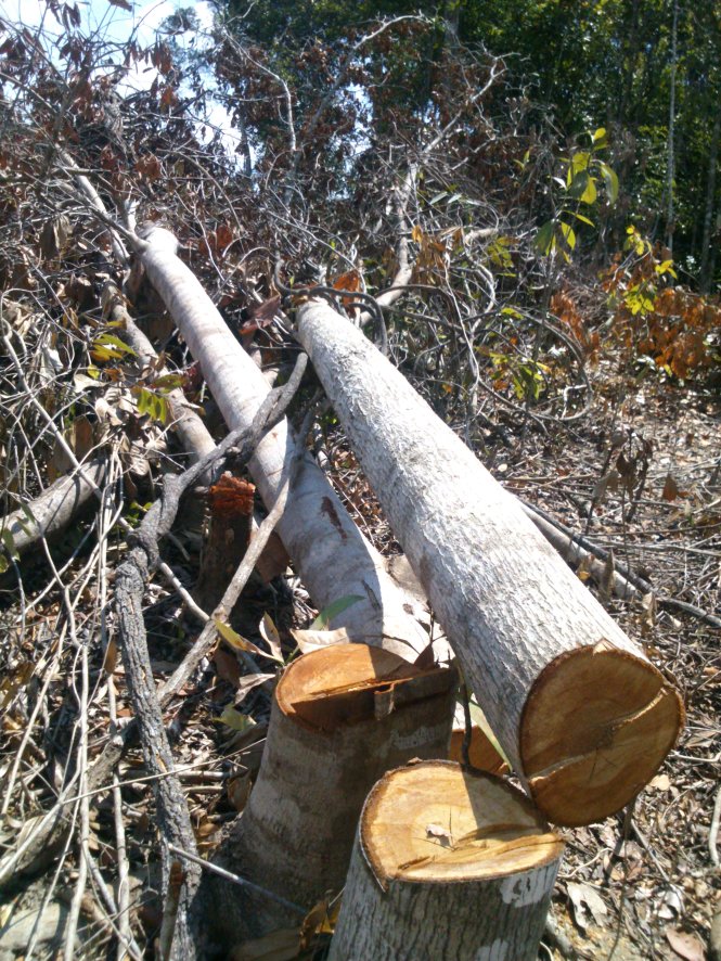 Những cây gỗ có đường kính 30-50cm bị đốn hạ ở các tiểu khu 90 và 83 thuộc xã Phú Mỡ (huyện Đồng Xuân, tỉnh Phú Yên)                                                  
- Ảnh: An Nguyên