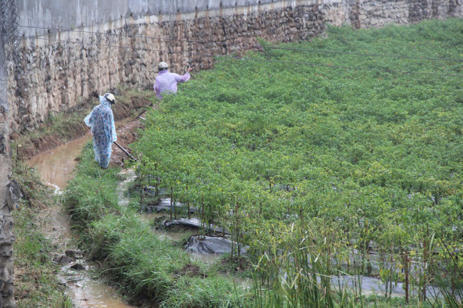 Một diện tích ớt ở TT Châu Ổ vàng úa vì nắng liên tục đã được tưới mát, người nông dân cũng đã ra đồng để hứng cơn mưa hiếm hoi này - Ảnh: Trần Mai