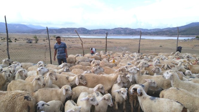 Đàn cừu của anh Tuấn được quây ngay vùng đáy hồ khô hạn - Ảnh: Sơn Lâm