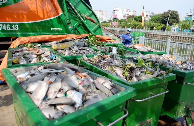 Trong ngày 17-5 Công ty TNHH MTV Môi trường đô thị TP.HCM đã thu gom hơn 10 tấn cá chết trên kênh Nhiêu Lộc - Thị Nghè - Ảnh: Hữu Khoa