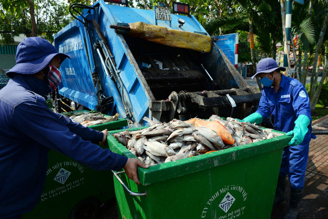 Nhân viên Công ty TNHH MTV Môi trường đô thị TP.HCM vận chuyển số cá chết vớt được lên xe rác - Ảnh: Hữu Khoa