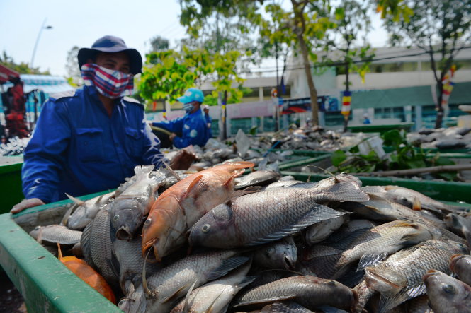 Tính đến chiều qua, đã vớt được 14 tấn cá chết
- Ảnh: Hữu Khoa