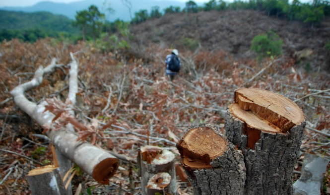Nhiều cây gỗ có đường kính 30 - 60cm bị đốn hạ ở các tiểu khu 83, 90 thuộc xã Phú Mỡ - Ảnh: AN NGUYÊN