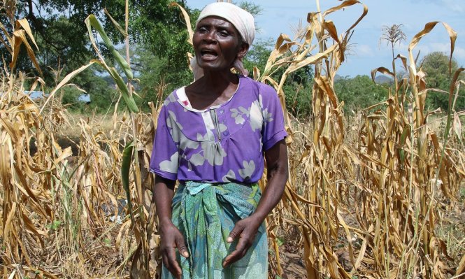 Bà Serena Gadinala đang đứng cạnh ruộng ngô héo rũ của gia đình tại huyện Neno, miền nam Malawi - Ảnh: Guardian