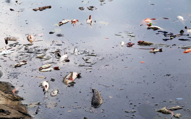Sáng 8-6, cá chết nổi trắng khắp mặt hồ Hoàng Cầu - Ảnh: Xuân Thành