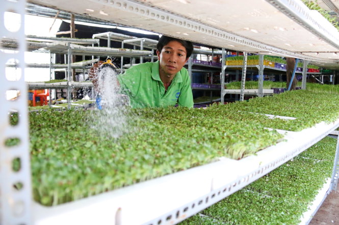 Hàng trăm giá thể rau mầm hữu cơ trong trang trại của Tuấn ở huyện Hóc Môn - Ảnh: N.HIỂN