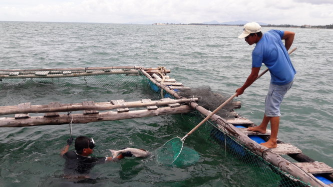 Nhân công đang vớt cá bớp chết tại lồng bè của ông Nguyễn Văn Sáu - Ảnh: NG.NAM